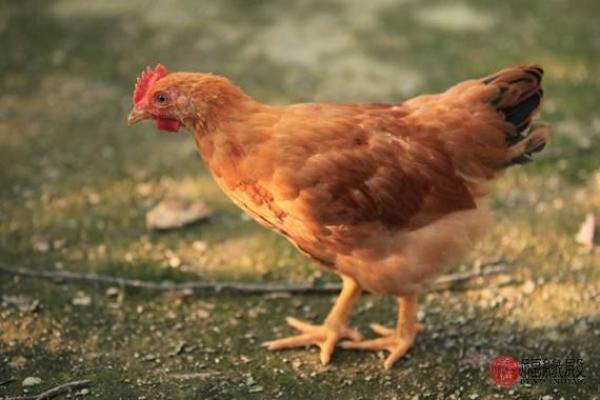 1982年出生的鸡年命：幸福与成功的智慧之路