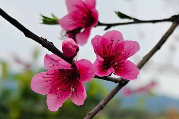 免费测命里桃花,揭示你的爱情运势与桃花缘分! 免费测命里桃花,揭示你的爱情运势与桃花缘分!