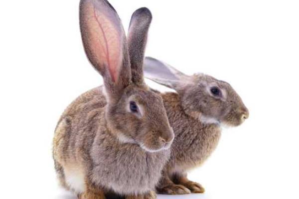 1962年出生的兔子命运解析:探寻兔年人的生活与性格特点 1962年出生的兔子命运解析:探寻兔年人的生活与性格特点