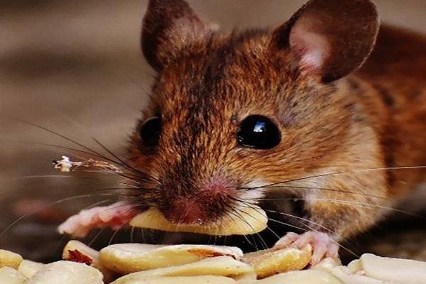 属相鼠的命运与性格解析：鼠年生人的天生优势与挑战