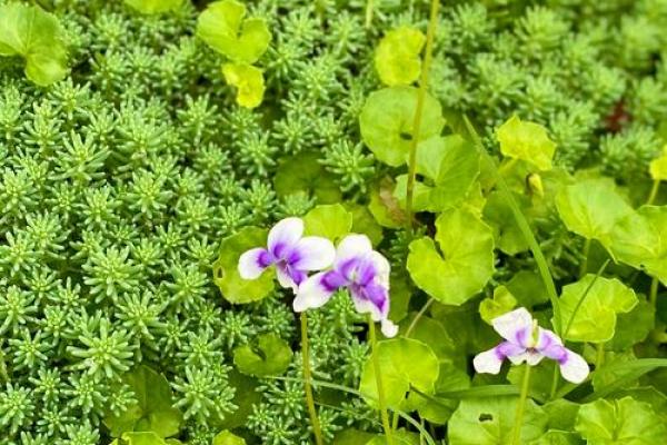 金命与木命最佳颜色搭配：让你在生活中焕发活力与魅力!