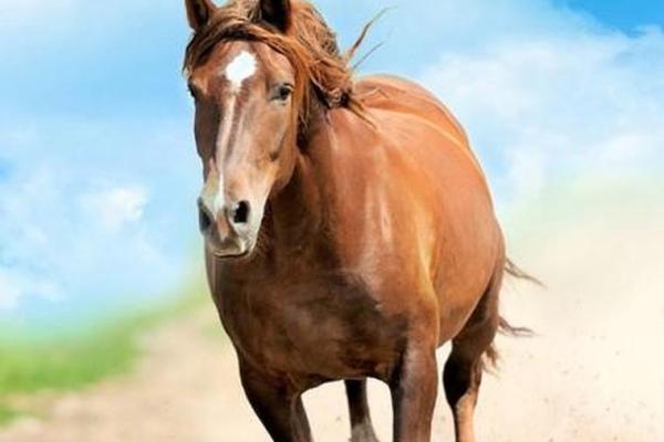 2002年马年：那些属于“马”的命运与机遇