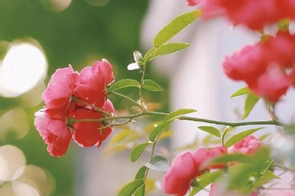 金命如何选择梳头法,提升运势与气场的秘笈 金命如何选择梳头法,提升运势与气场的秘笈