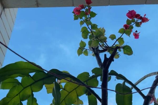 火命人命归子：探秘火命人的命理之旅与生命归属