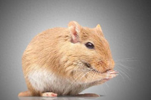 1971年生鼠的命运与性格解析：探索独特的生肖魅力