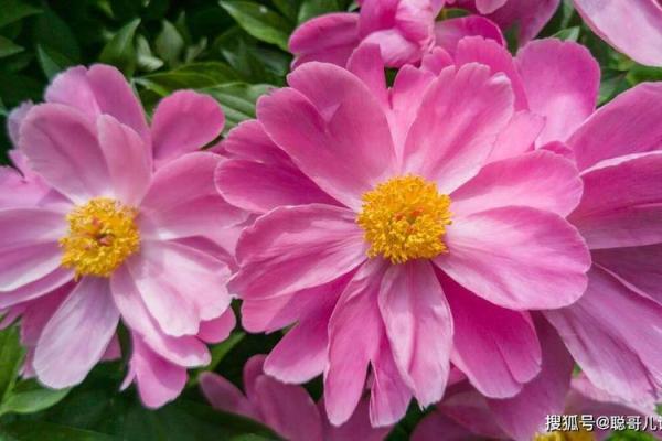 2027年:火鸡年,火命的命运与机遇解析 2027年:火鸡年,火命的命运与机遇解析