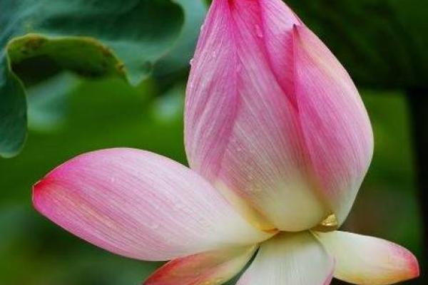 1997年牛年水命人的性格与运势解析 1997年牛年水命人的性格与运势解析