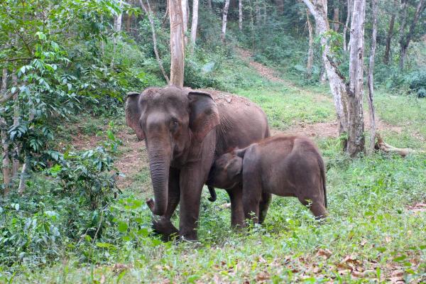 动物是奴才命:那些甘愿为人类献身的生灵 动物是奴才命:那些甘愿为人类献身的生灵