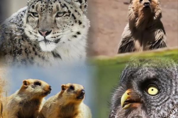 动物是奴才命:那些甘愿为人类献身的生灵 动物是奴才命:那些甘愿为人类献身的生灵