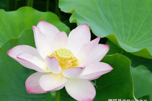 20219年属什么命:解读这一年属相对人生的影响与启示 20219年属什么命:解读这一年属相对人生的影响与启示