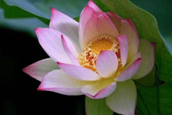 如鱼得水,与朋友同舟共济的美好人生 如鱼得水,与朋友同舟共济的美好人生