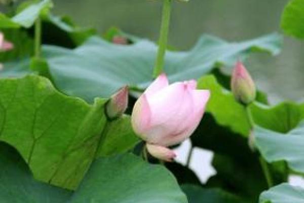 如鱼得水,与朋友同舟共济的美好人生 如鱼得水,与朋友同舟共济的美好人生