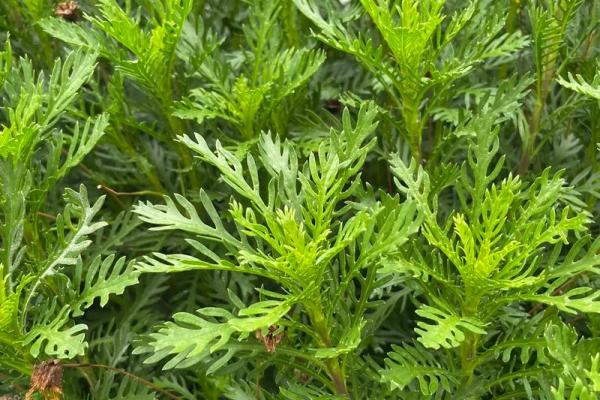 土命与水命:如何选择适合自己的植物提升生活品质 土命与水命:如何选择适合自己的植物提升生活品质