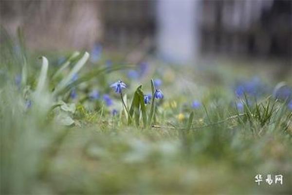 19931130出生的命理分析与人生启示