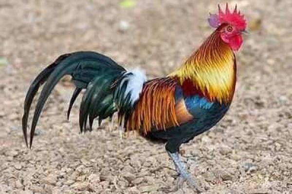 1982年出生的鸡命：机遇与挑战并存的人生旅程