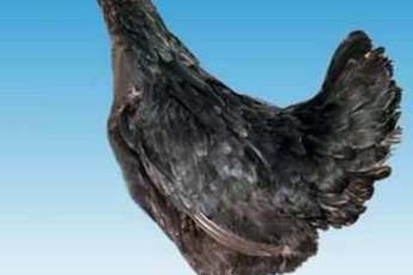 1982年出生的鸡命：机遇与挑战并存的人生旅程