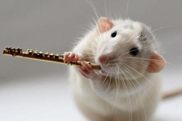 1925年：命运之年的鼠年与人生转折的启示