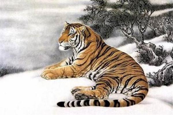 虎宝宝的命理解析：今日出生的虎宝宝将如何影响未来人生？