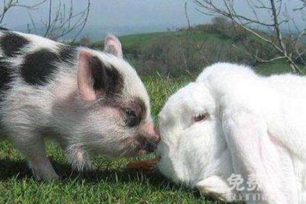 1994年属羊人的命运与生活启示:探索温和与智慧的内在结合 1994年属羊人的命运与生活启示:探索温和与智慧的内在结合