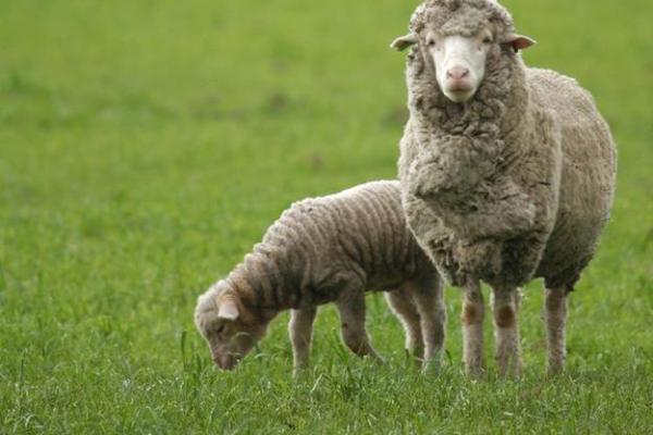 1994年属羊人的命运与生活启示:探索温和与智慧的内在结合 1994年属羊人的命运与生活启示:探索温和与智慧的内在结合