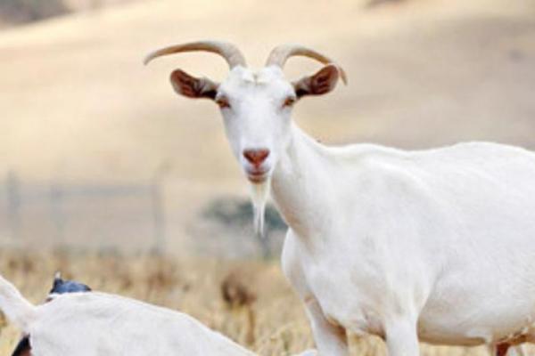 火羊命人士适合哪些生意?揭示最具潜力的创业方向! 火羊命人士适合哪些生意?揭示最具潜力的创业方向!