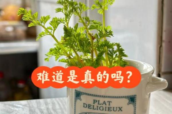 火命家庭的花卉选择：让植物点燃你的生活激情