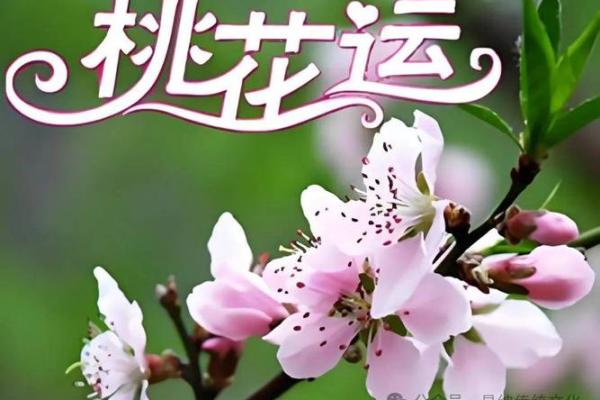 木命人适合与什么命相结合，才能收获美满婚姻？