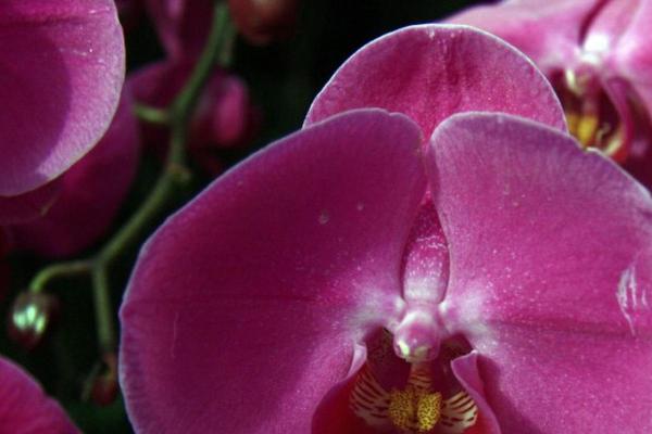 72年属鼠命:聪慧灵动,尽展人生之美丽旅程 72年属鼠命:聪慧灵动,尽展人生之美丽旅程