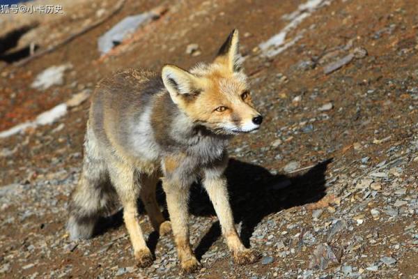 狐狸的命格与美丽结合：哪种命格最为理想？