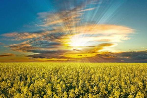 1959年属猪的仙命解析：灵性与财富的双重祝福