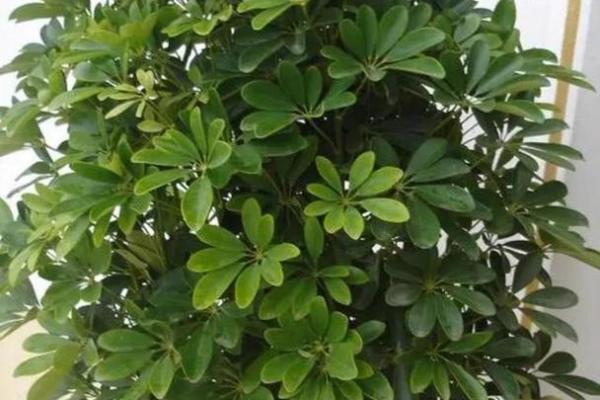 土命的人适合在家中摆放哪些植物，提升运势与气场