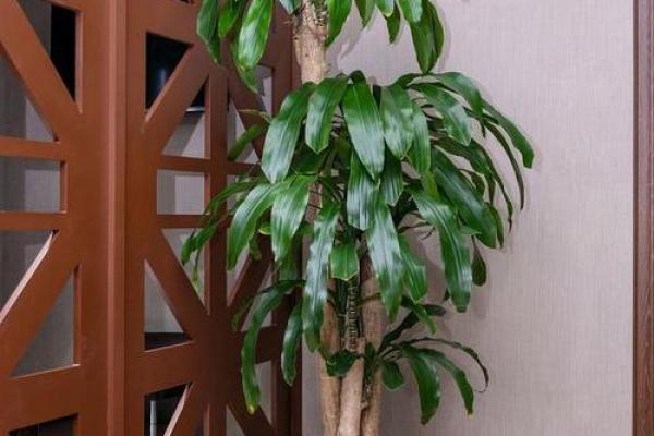 火命之人招财秘诀:养什么植物才能旺财旺运? 火命之人招财秘诀:养什么植物才能旺财旺运?