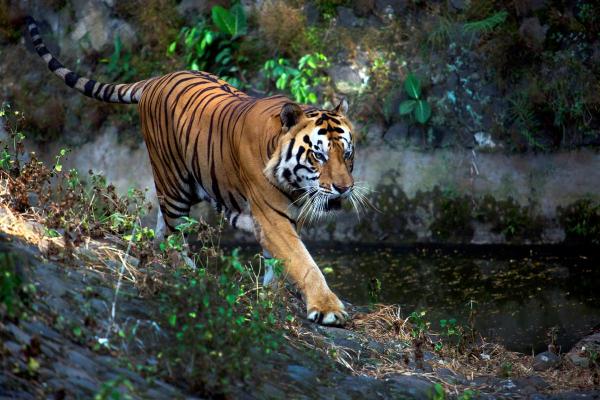 1962年属虎的人生智慧与运势解析 1962年属虎的人生智慧与运势解析