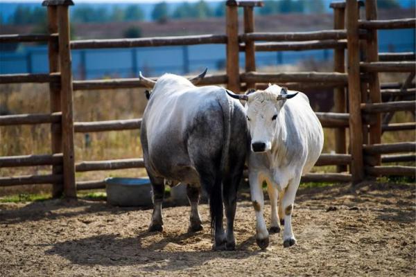 97年属牛人命运解析:你的未来由什么主宰? 97年属牛人命运解析:你的未来由什么主宰?
