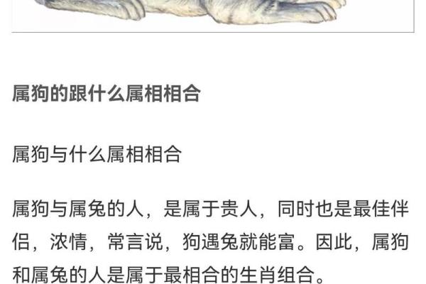 1982年属狗:命运、性格与人生道路的深度解读 1982年属狗:命运、性格与人生道路的深度解读