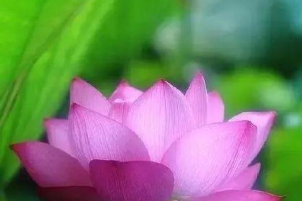 命理揭示：女海王的深刻寓意与人生智慧