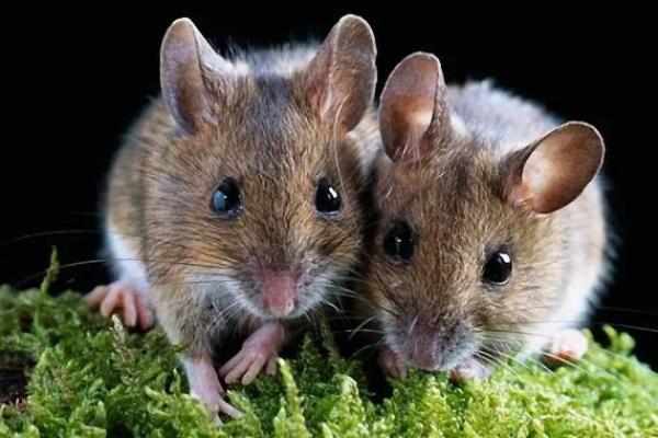 1960年出生的人，属鼠：性格与命运探秘！