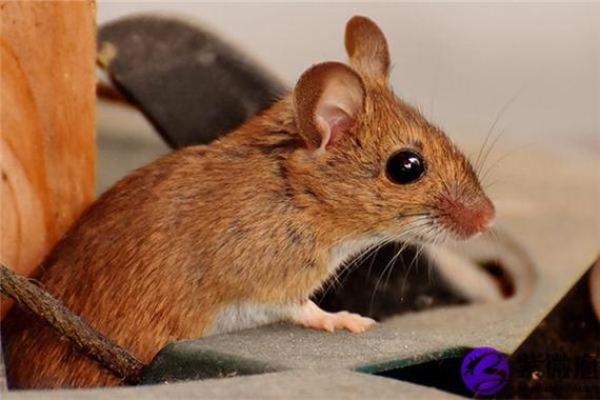 1996年属鼠：聪慧灵动，如何掌握人生的机遇与挑战？