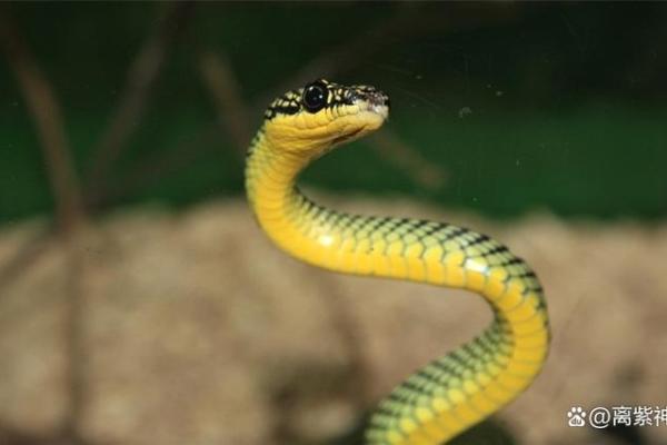 命理解析：72年蛇的命运与性格特征