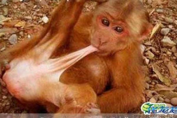 1964年鸡年命,探索鸡年的性格与命运之旅! 1964年鸡年命,探索鸡年的性格与命运之旅!