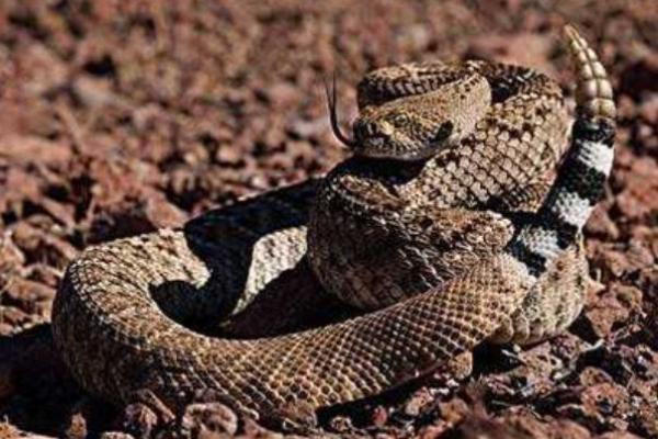 1941年的蛇:命运与性格之探秘 1941年的蛇:命运与性格之探秘