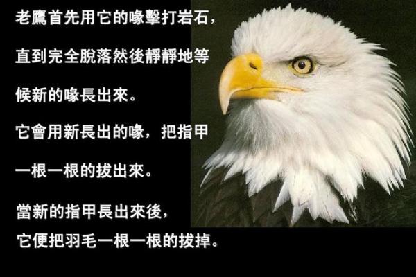 1927年属兔人的命运与人生启示 1927年属兔人的命运与人生启示
