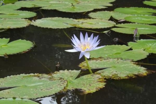 红颜蒲命：自然界的美丽象征与灵性启示