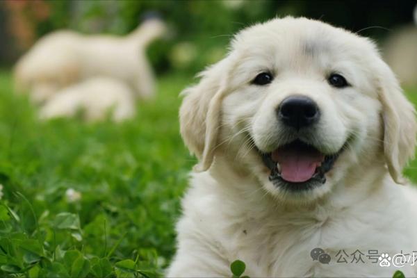 94年属狗男命解析：性格、运势与生活智慧