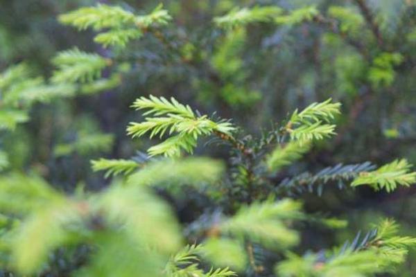 木命生肖：探寻木命者的神秘特质与人生轨迹