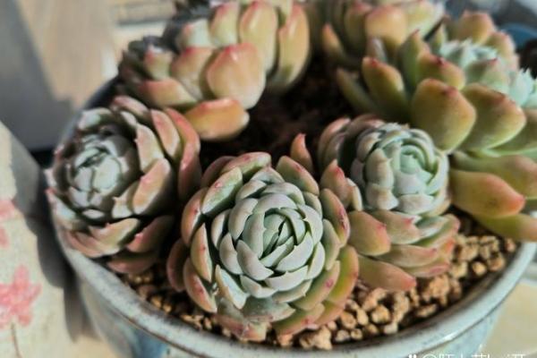 木命者的水养花秘籍:让植物生机勃勃,尽显自然之美! 木命者的水养花秘籍:让植物生机勃勃,尽显自然之美!