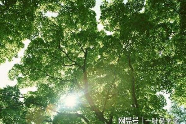 木命人如何选择首饰：提升气场与运势的秘密武器