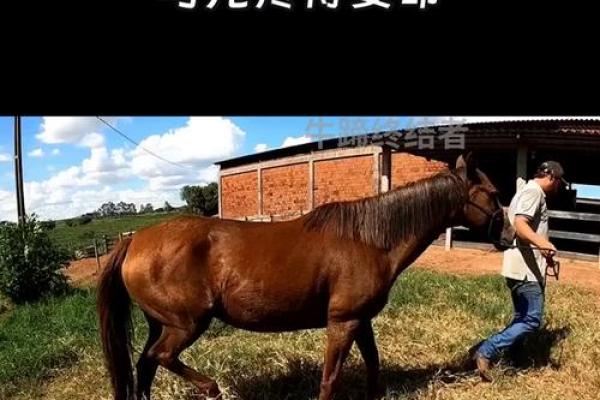 79年出生的马，是坤命还是震命？揭秘他们的人生理想与选择