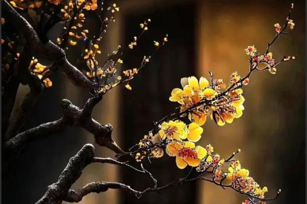 命理中的“移根换叶”：揭示人生转机的智慧与启示