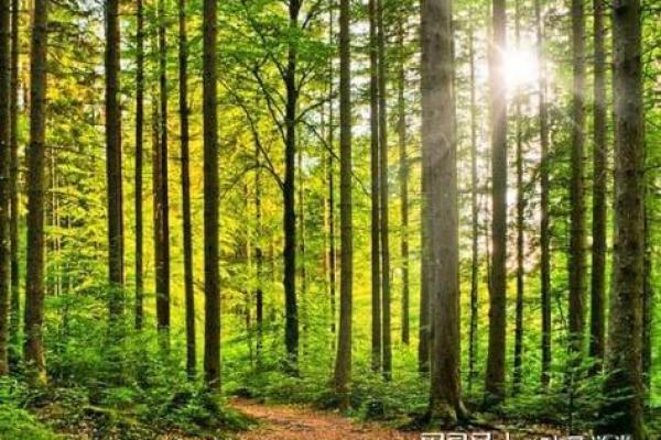 木命人生肖解析：抉择与成长的心灵之旅